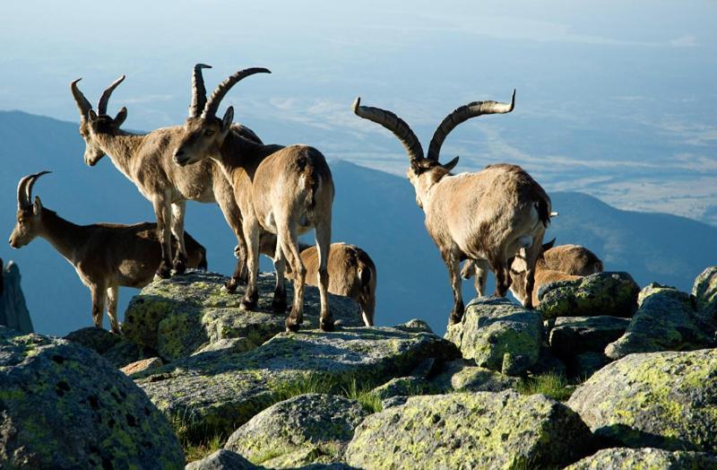 Ruralrut En El Tiemblo Precios Especiales A Partir De 7 Noches, Wifi, Cabina De Hidromasaje, Aire Acondicionado, Zonas De Bano Naturales Cercanas Eksteriør bilde